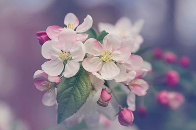 Image by Marivi Pazos
