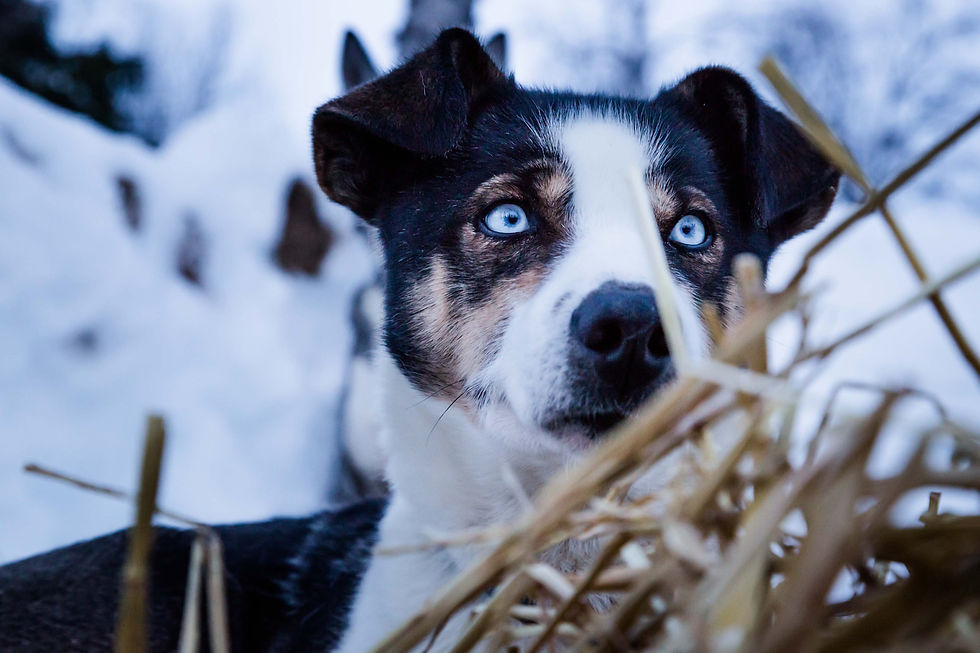 Elbow Dysplasia in Dogs