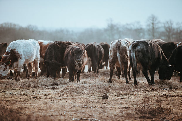 Image by Annie Spratt