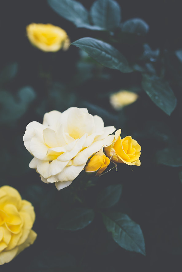 Image by Masaaki Komori