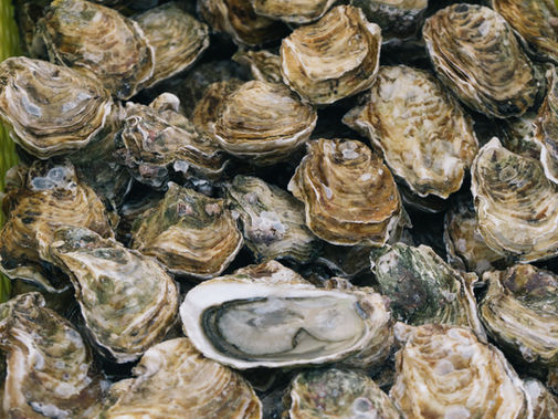 10,000 Wild Oysters Released Onto Human-Made Reef off Coast of England