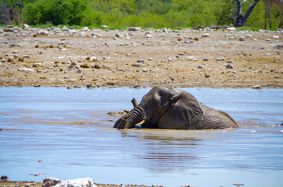 Wildlife photography in Namibia: tips for breathtaking photographs