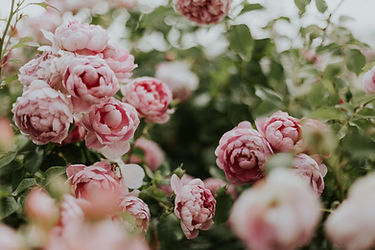 Image by Daiga Ellaby