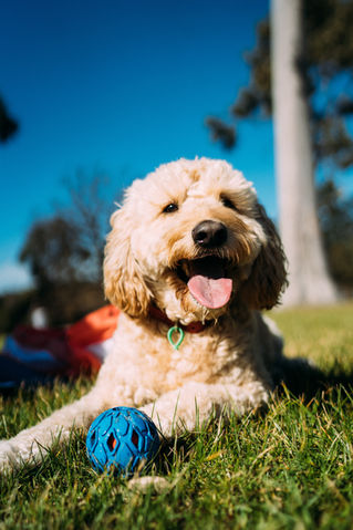 Understanding Goldendoodle Temperaments – The Breeder’s Role