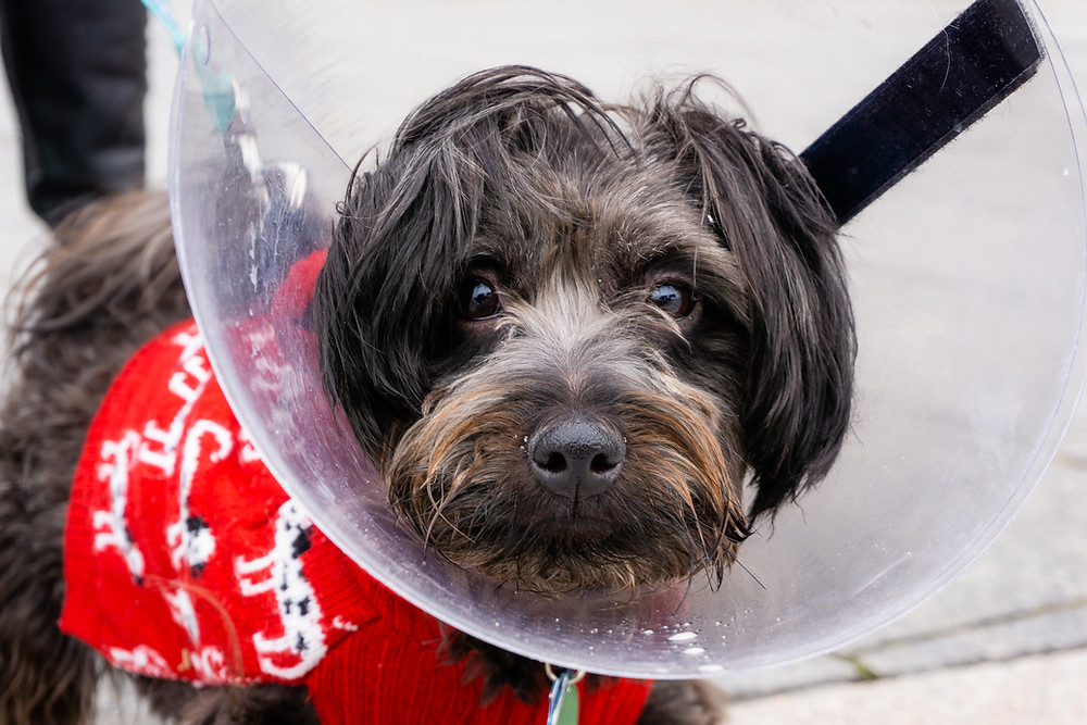 black dog in red sweater wearing protective Elizabethan collar
