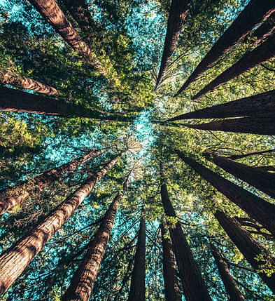 Image by Casey Horner