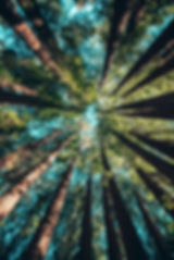 Trees in a forest.