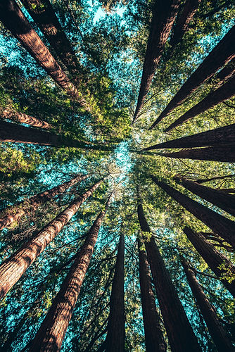 Image by Casey Horner