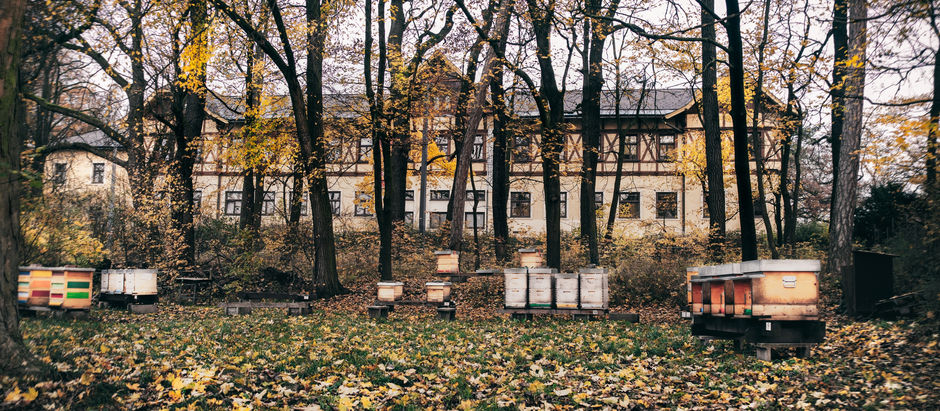 Winterizing Your Bees: Essential Tips for a Healthy Hive