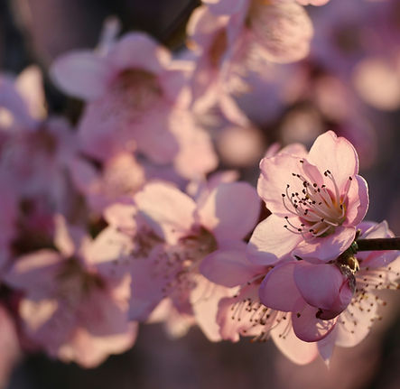 Image de Kiriakos Verros