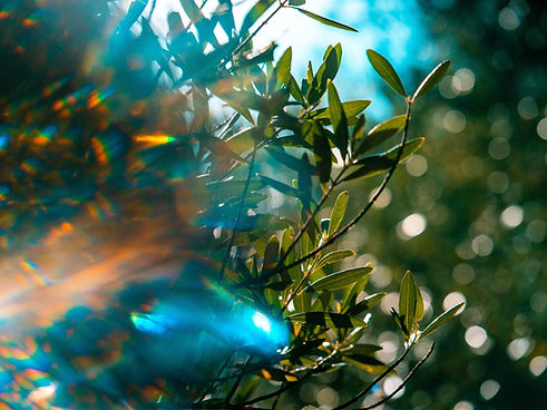 Image by Tyler Casey