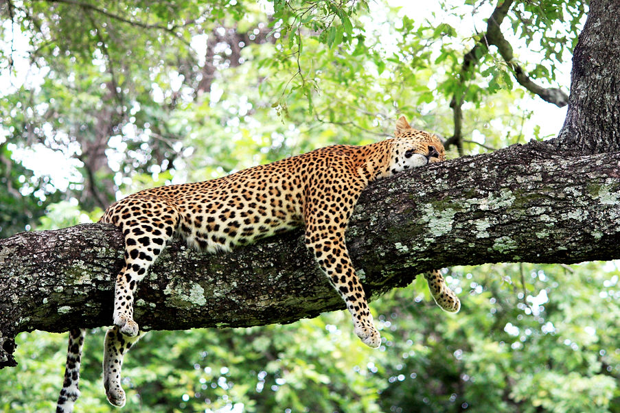 Image by Henning Borgersen