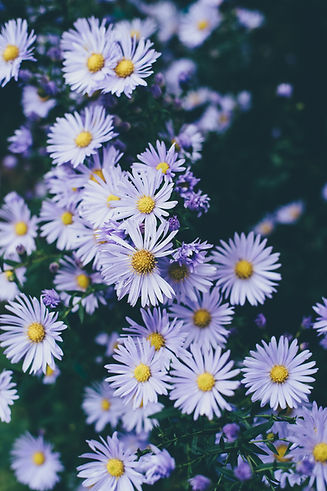 Image by Annie Spratt