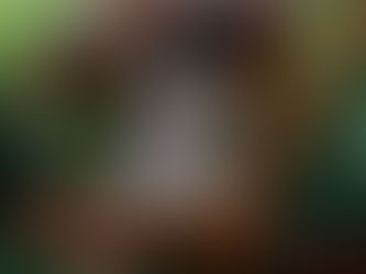 Dari Kehidupan Liar ke Hewan Peliharaan: Sejarah Perjalanan Koala