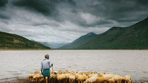 Psalm 23 -- Yes, We Are like Sheep