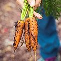 Carrots in a hand