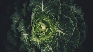Food Hygiene & Safety (Tayyab)