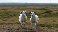 Image by Jørgen Håland