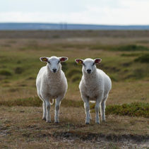 two identical sheep