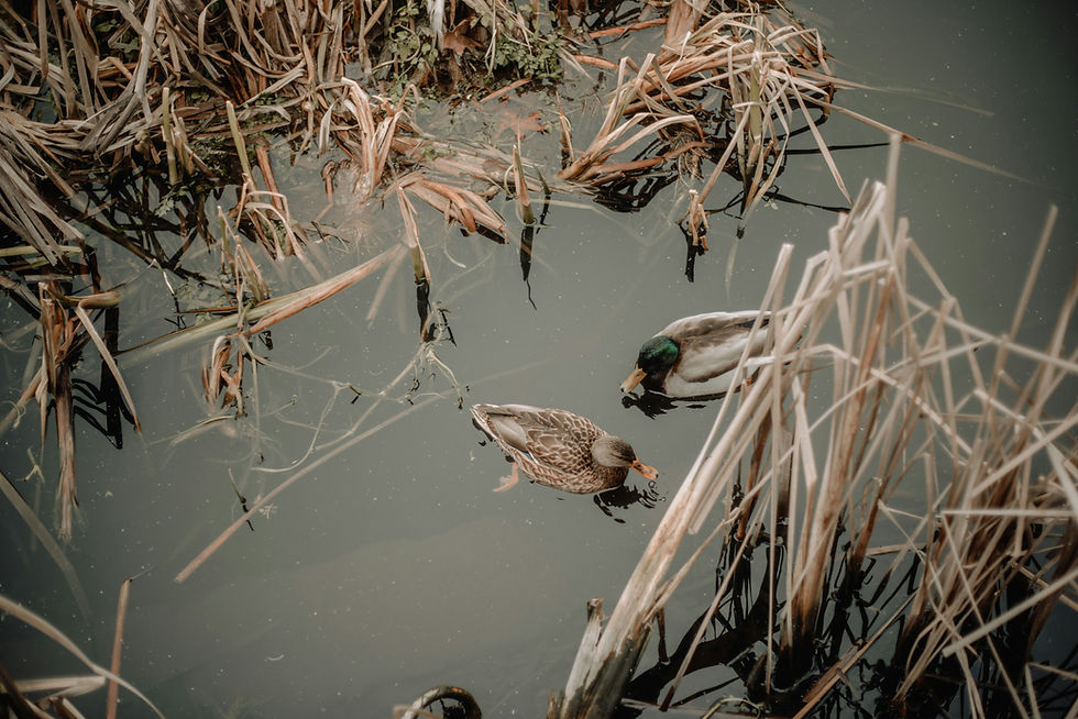 Arkansas Duck Hunting