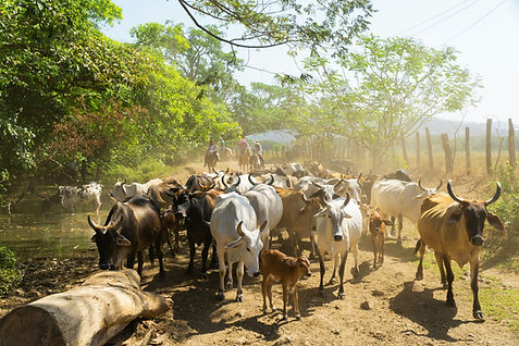 Cattle on unpaved roads in Costa Rica
