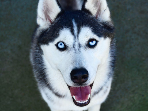 Family and Pet-Friendly Cleaning Services for a Healthy Ascot Home