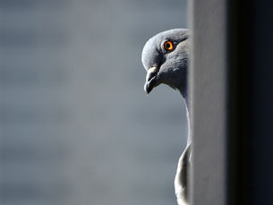 Close-up of a gray pigeon peeking from behind a wall, orange eye visible against a soft gray background.