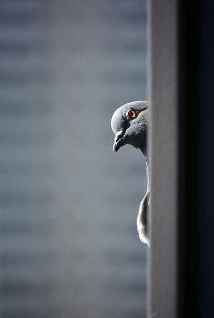 Image by Sneha Cecil