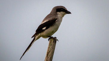 Murder-bird