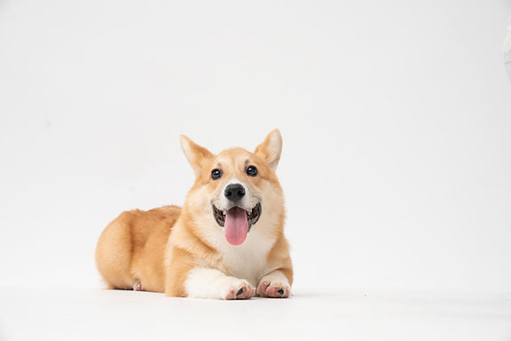 Image de fatty corgi