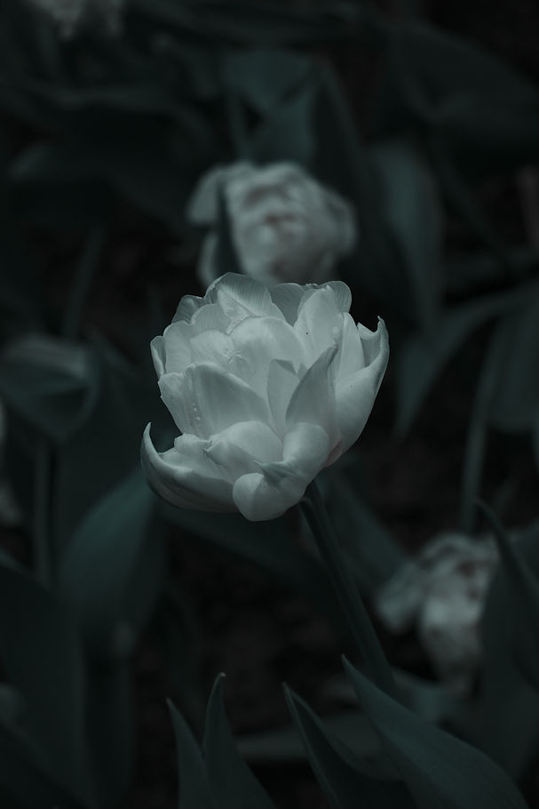 Image by Ian Yeo