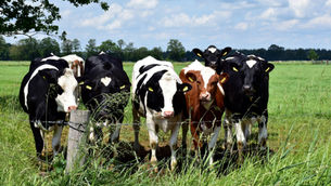 Opinion: What the EU livestock vision means for the future of farming and food production
