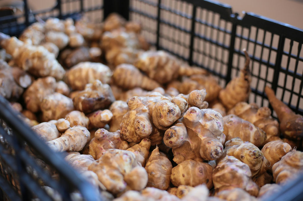 Jerusalem artichoke tubers freshly harvested from the soil