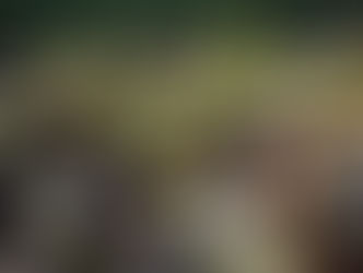 Olives For Many Are A Culinary Odyssey