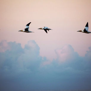 あなたの一部になりたい