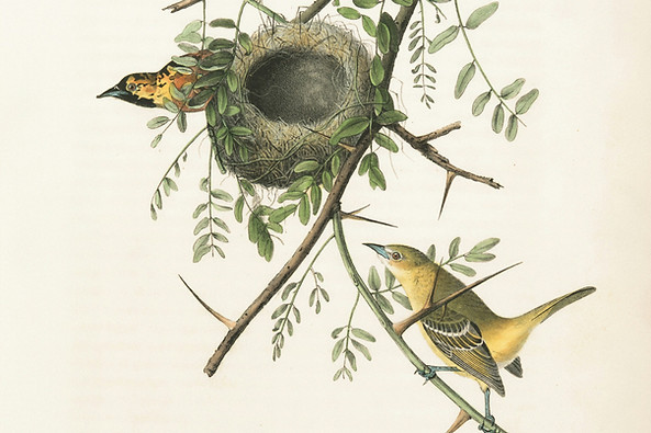 Image by The New York Public Library