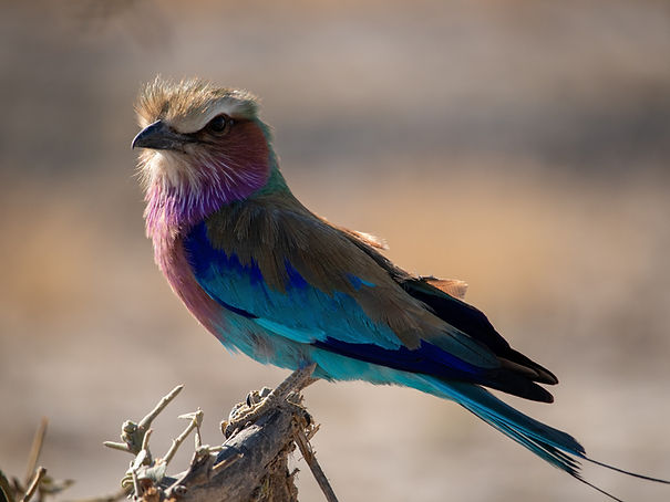safari oiseaux au botswana