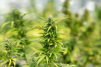 Cannabis plants growing in a greenhouse.