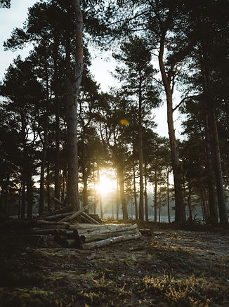 Image by Annie Spratt