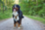 kalme berner sennenhond staat op een pad in het bos