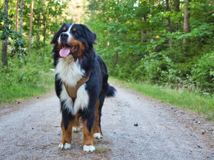 How to Treat Epilepsy in Dogs Naturally