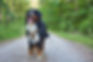 How to Treat Epilepsy in Dogs Naturally