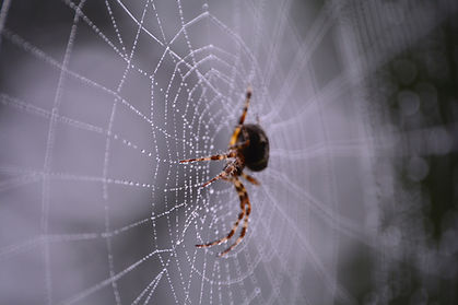 Spider control in Temecula