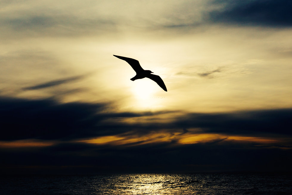 Image by Alex Wigan