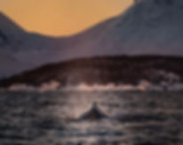 Image by Bart van meele