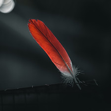 Image by Ahmed Zayan