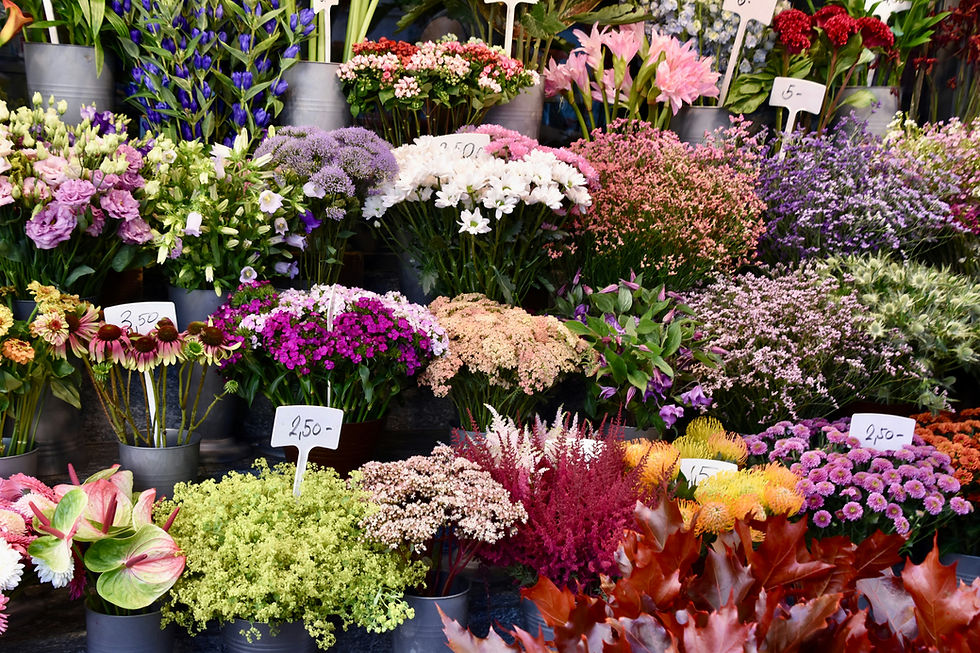 Image by Samuel Isaacs