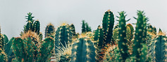 Image by Thomas Verbruggen