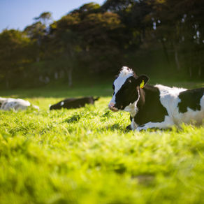 Part 5 | rbST: Friend or Foe?
