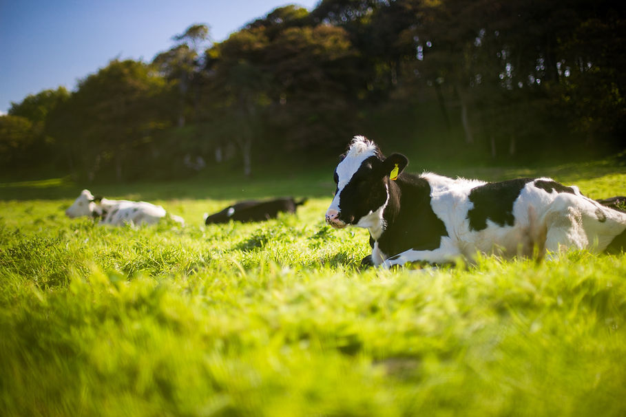 Marquess Meats stocks Rowandale Farm Milk from Rowandale Creamery